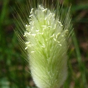 Photographie n°56442 du taxon Lagurus ovatus L. [1753]