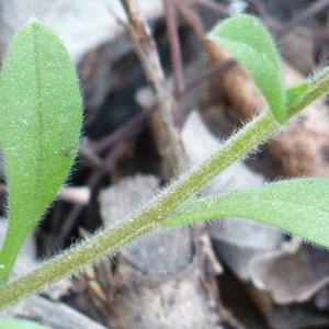 Photographie n°56446 du taxon Myosotis arvensis (L.) Hill [1764]