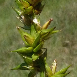 Photographie n°56450 du taxon Carex spicata Huds. [1762]
