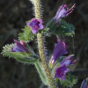 Photographie n°56452 du taxon Echium vulgare subsp. pustulatum (Sm.) Bonnier & Layens [1894]