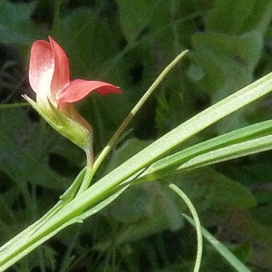 Photographie n°56454 du taxon Lathyrus sphaericus Retz. [1783]