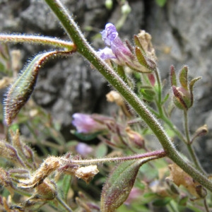 Photographie n°56465 du taxon Chaenorhinum origanifolium (L.) Kostel. [1844]