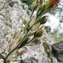  Catherine MAHYEUX - Chaenorhinum origanifolium (L.) Kostel. [1844]