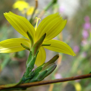 Photographie n°56472 du taxon Lactuca viminea (L.) J.Presl & C.Presl [1819]