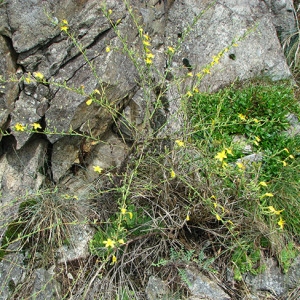 Photographie n°56473 du taxon Lactuca viminea (L.) J.Presl & C.Presl [1819]