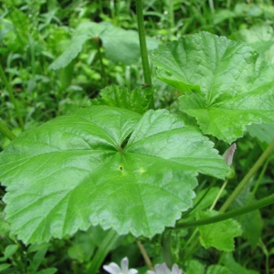 Photographie n°56475 du taxon Malva neglecta Wallr.