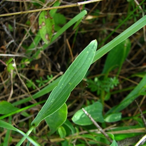 Photographie n°56477 du taxon Bupleurum falcatum L. [1753]