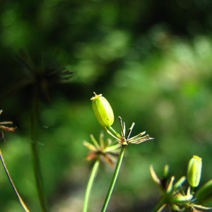 Photographie n°56478 du taxon Bupleurum falcatum L. [1753]