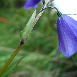 Photographie n°56479 du taxon Campanula lanceolata Lapeyr. [1813]