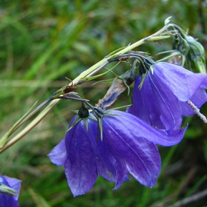 Photographie n°56480 du taxon Campanula lanceolata Lapeyr. [1813]