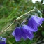  Catherine MAHYEUX - Campanula lanceolata Lapeyr. [1813]