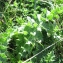  Catherine MAHYEUX - Cirsium acaulon (L.) Scop. [1769]