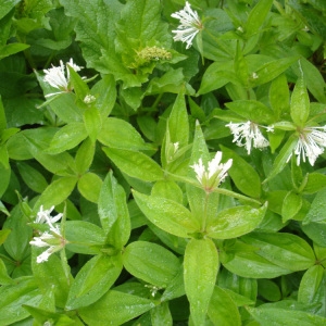 Photographie n°56503 du taxon Asperula taurina L. [1753]