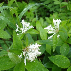 Photographie n°56504 du taxon Asperula taurina L. [1753]