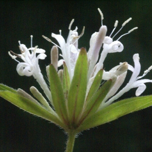 Photographie n°56508 du taxon Asperula taurina L. [1753]