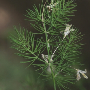 Photographie n°56511 du taxon Asparagus tenuifolius Lam. [1783]