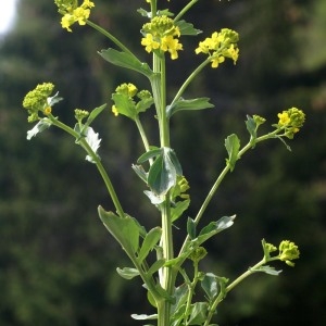 Photographie n°56516 du taxon Barbarea vulgaris R.Br. [1812]