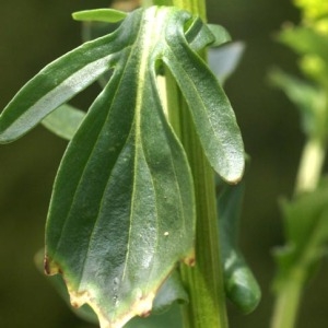 Photographie n°56520 du taxon Barbarea vulgaris R.Br. [1812]