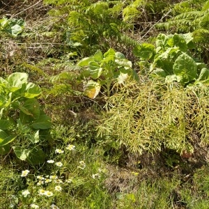 Photographie n°56521 du taxon Brassica oleracea L. [1753]