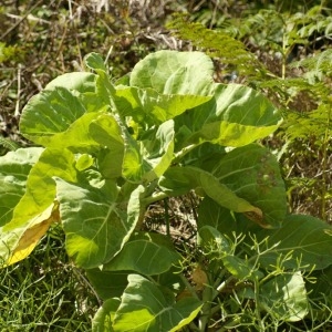 Photographie n°56522 du taxon Brassica oleracea L. [1753]