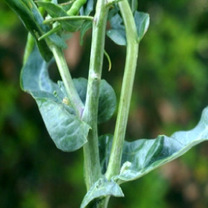 Photographie n°56529 du taxon Brassica oleracea L. [1753]