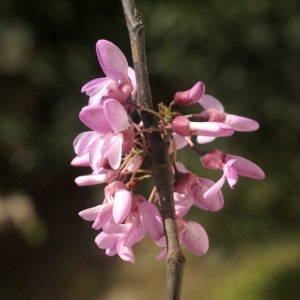 Photographie n°56536 du taxon Cercis siliquastrum L. [1753]