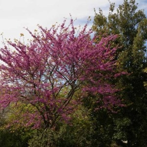 Photographie n°56537 du taxon Cercis siliquastrum L. [1753]