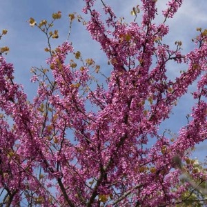 Photographie n°56538 du taxon Cercis siliquastrum L. [1753]