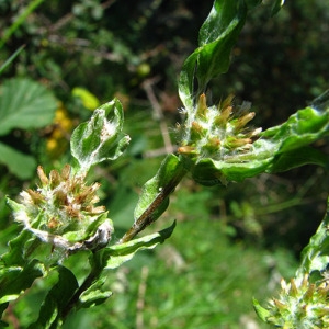 Filago germanica var. spathulata Parl. (Cotonnière à feuilles spatulées)