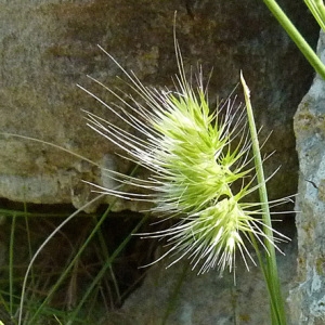 Photographie n°56550 du taxon Cynosurus echinatus L. [1753]