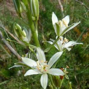 Photographie n°56560 du taxon Ornithogalum narbonense L. [1756]