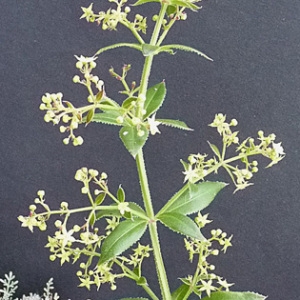 Photographie n°56562 du taxon Rubia peregrina L. [1753]