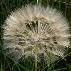 Photographie n°56565 du taxon Tragopogon porrifolius L. [1753]