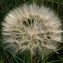  Bertrand BUI - Tragopogon porrifolius L. [1753]