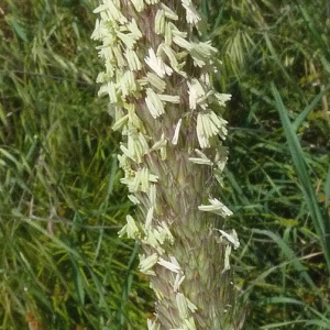 Photographie n°56570 du taxon Phalaris coerulescens Desf. [1798]