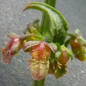 Rumex pulcher subsp. suffocatus (Moris ex Bertol.) Nyman (Oseille gracieuse)