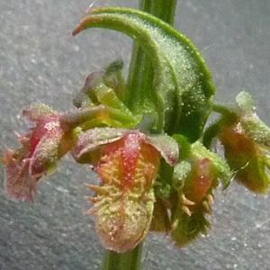 Rumex pulcher L. (Oseille gracieuse)