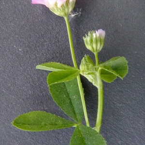 Photographie n°56578 du taxon Trifolium resupinatum L. [1753]