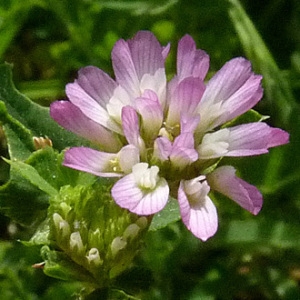 Photographie n°56579 du taxon Trifolium resupinatum L. [1753]