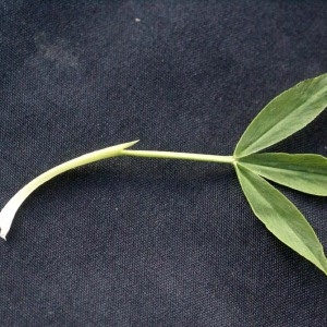 Photographie n°56587 du taxon Trifolium alpinum L. [1753]