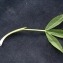  Liliane Roubaudi - Trifolium alpinum L. [1753]