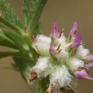 Photographie n°56591 du taxon Trifolium tomentosum L. [1753]