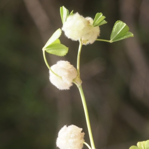 Photographie n°56592 du taxon Trifolium tomentosum L. [1753]