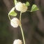  Liliane Roubaudi - Trifolium tomentosum L. [1753]