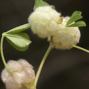 Photographie n°56593 du taxon Trifolium tomentosum L. [1753]