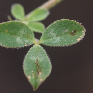 Photographie n°56601 du taxon Trifolium scabrum L. [1753]