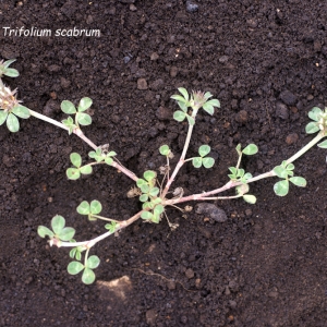 Photographie n°56604 du taxon Trifolium scabrum L. [1753]