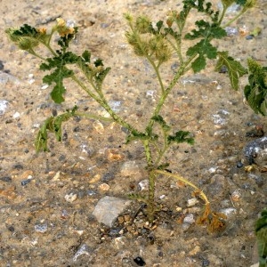 Photographie n°56613 du taxon Solanum rostratum Dunal [1813]