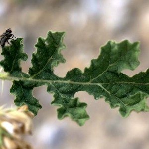 Solanum rostratum Dunal (Morelle)