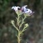  Liliane Roubaudi - Plumbago europaea L. [1753]